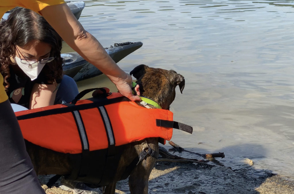 Un perro a la orilla de un rio y una persona ajustándole un chaleco salvavidas.