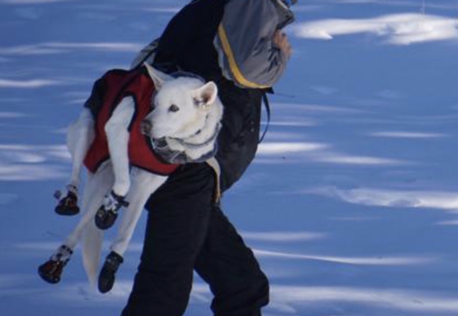 Rescate de nuestro perro Baku, Oriol Vives en Snowdogs