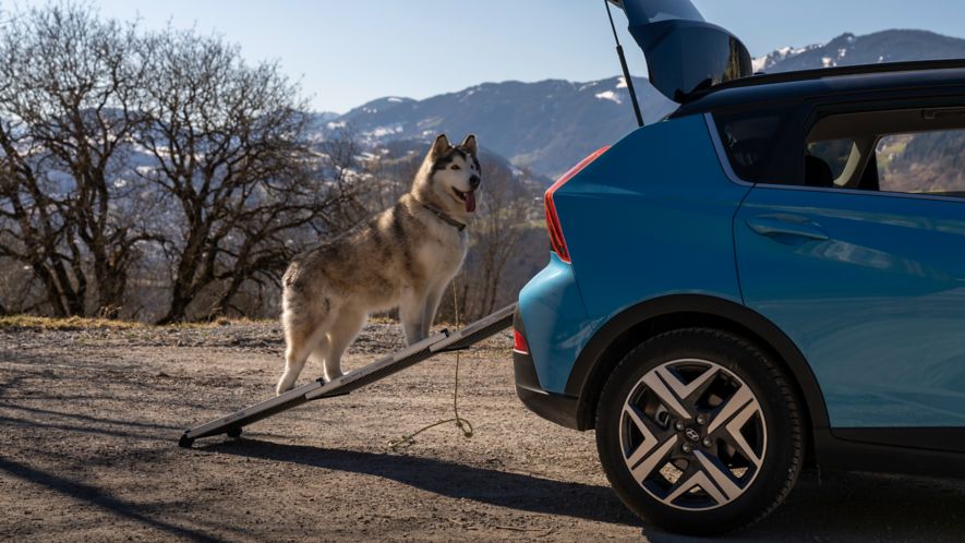 Los mejores coches para viajar con perros